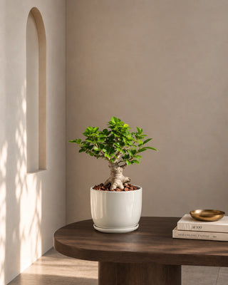 Bonsai 8 Shape in white Luma Mini planter, 30-40cm
