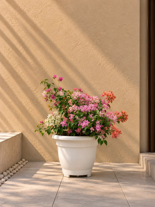 Flower colour: Mixed Colours