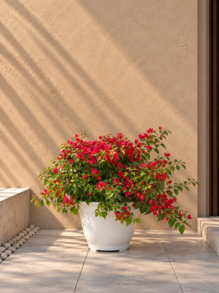 Flower colour: Red