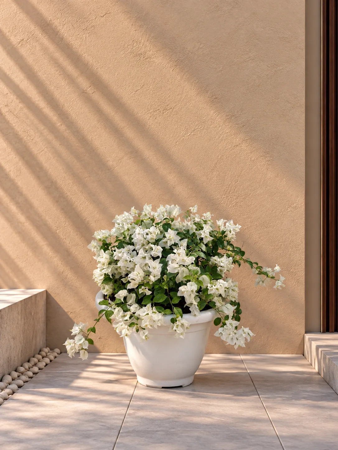 Flower colour: White
