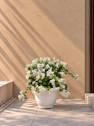 Flower colour: White