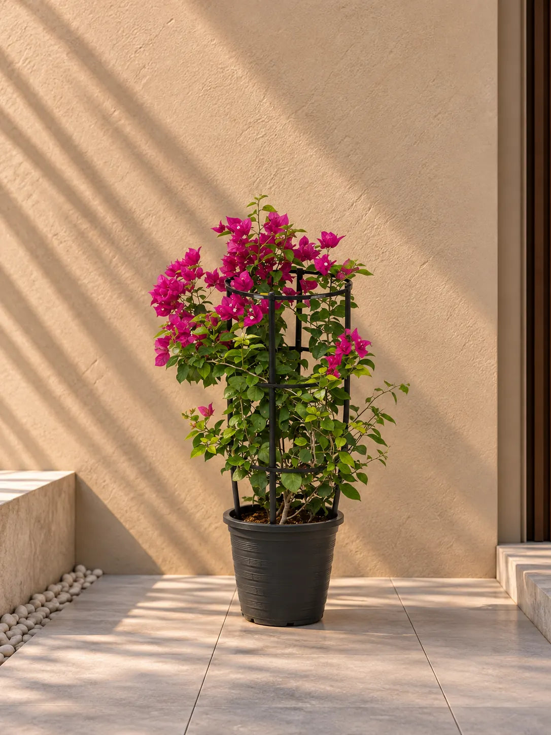 Bougainvillea Glabra Climber