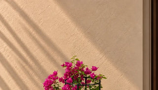 SG Care Macro — Bougainvillea Glabra Climber — botanical detail from product photo