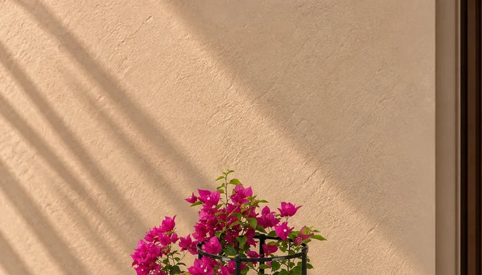 Bougainvillea Glabra Climber