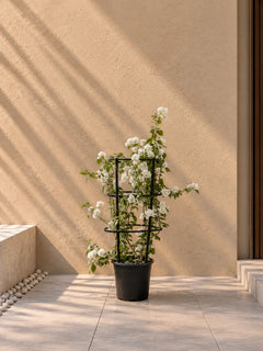 White flowering plant
