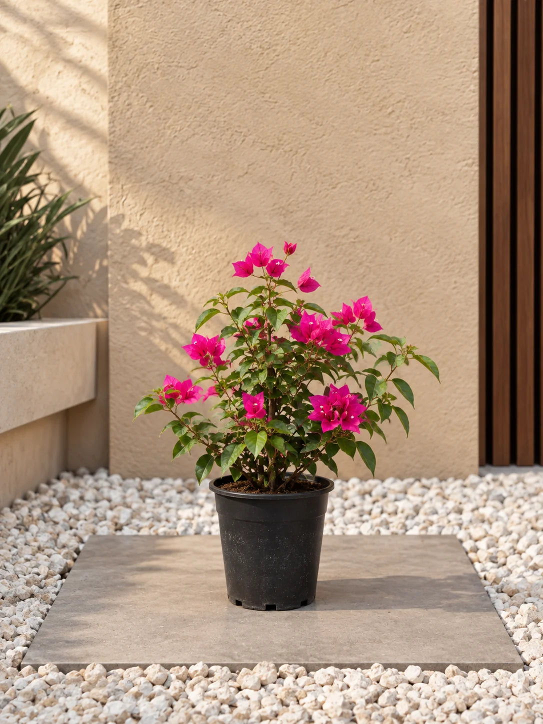 Bougainvillea