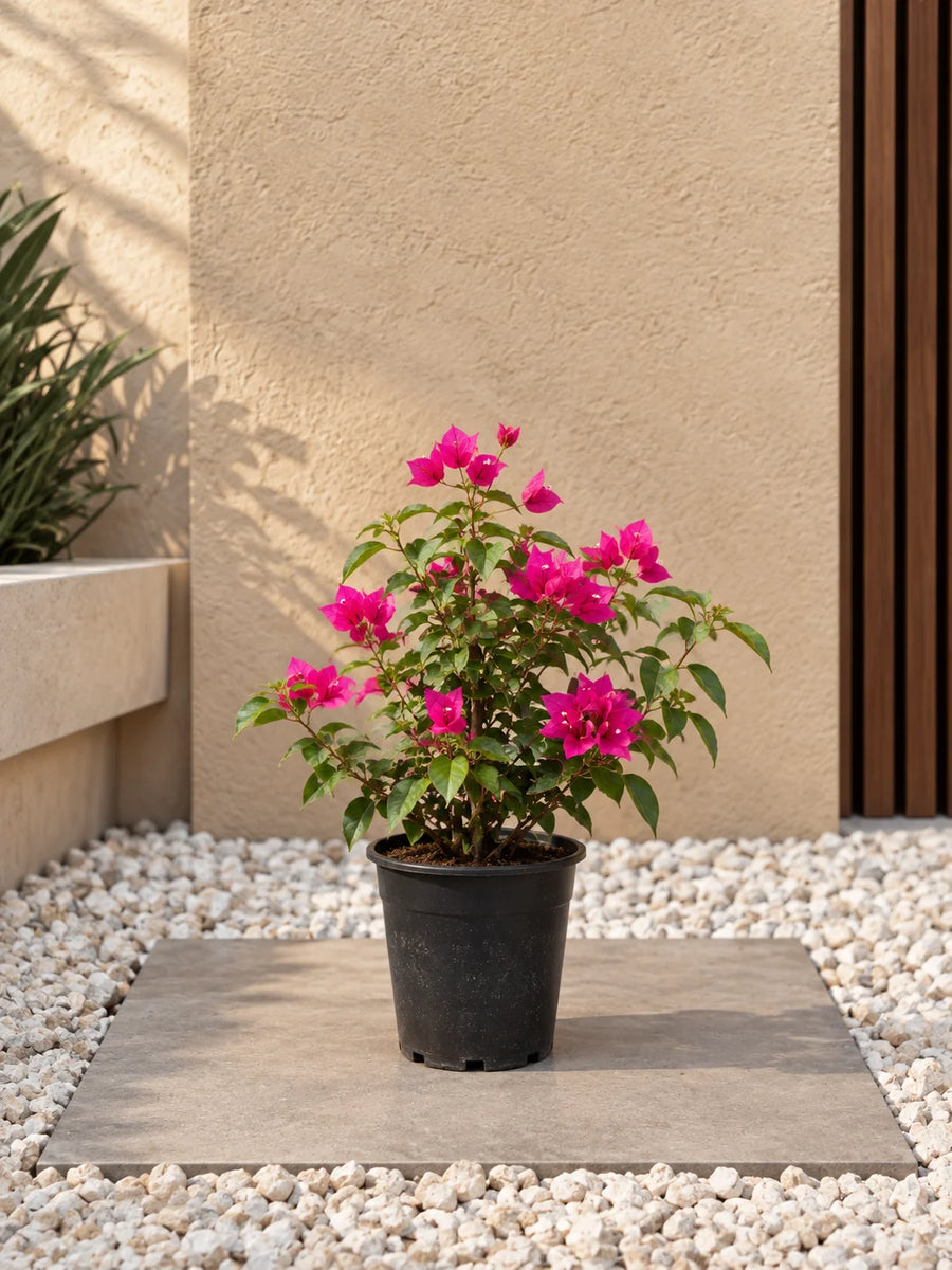 Bougainvillea