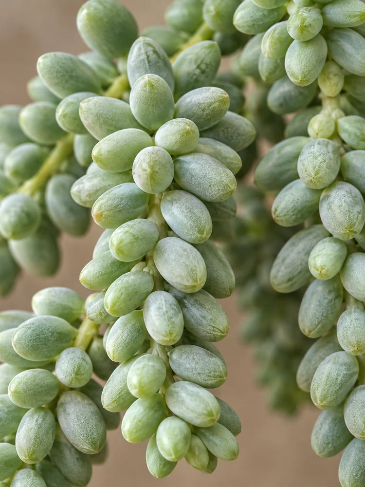 Burro's Tail — Hanging Succulent