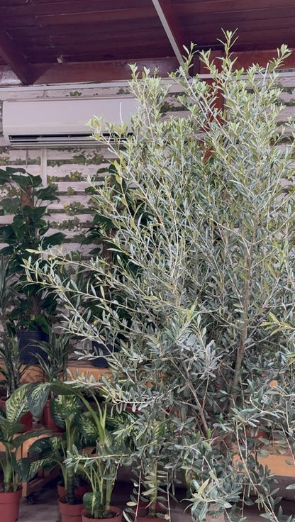 Bushy Olive Tree - Promotion