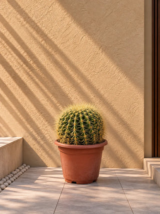 Cactus Ball, product photo 2