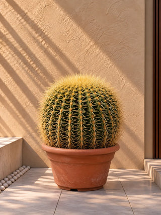 Cactus Ball, product photo 3