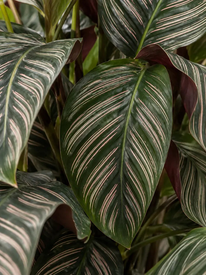 Calathea Pinstripe