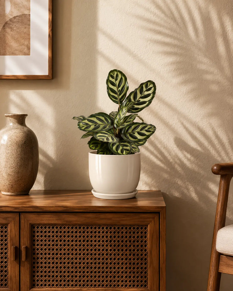 Calathea