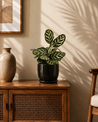 Calathea in black Luma Mini planter, 30-40cm