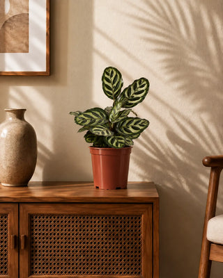 Calathea in nursery pot, 30-40cm