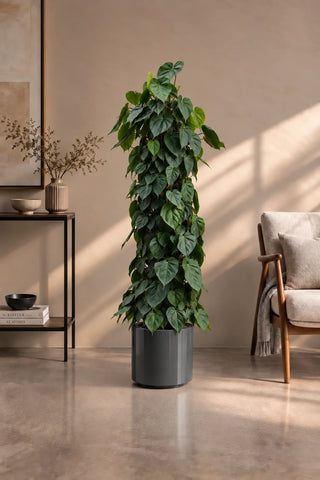 Money Plant – Heartleaf Philodendron in grey Nia Glossy planter, 130-160cm