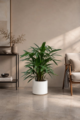 Lady Palm in white Nia Glossy planter, 50-70cm