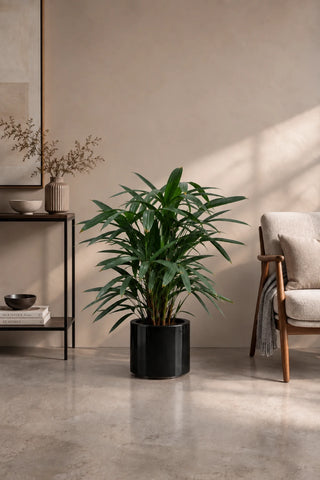 Lady Palm in black Nia Glossy planter, 50-70cm