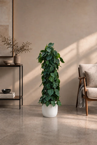 Money Plant – Heartleaf Philodendron in white Luma Glossy planter, 130-160cm
