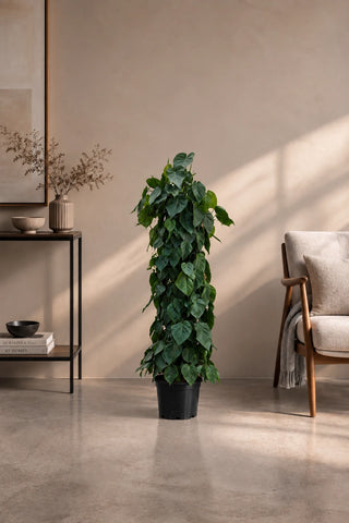 Money Plant – Heartleaf Philodendron in nursery pot, 130-160cm