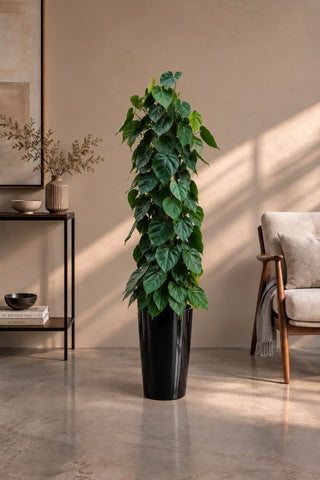 Money Plant – Heartleaf Philodendron in black Luma Tall Glossy planter, 130-160cm