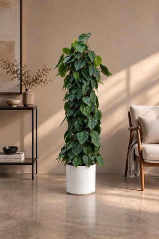 Money Plant – Heartleaf Philodendron in white Nia Glossy planter, 130-160cm
