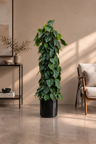 Money Plant – Heartleaf Philodendron in black Nia Glossy planter, 130-160cm