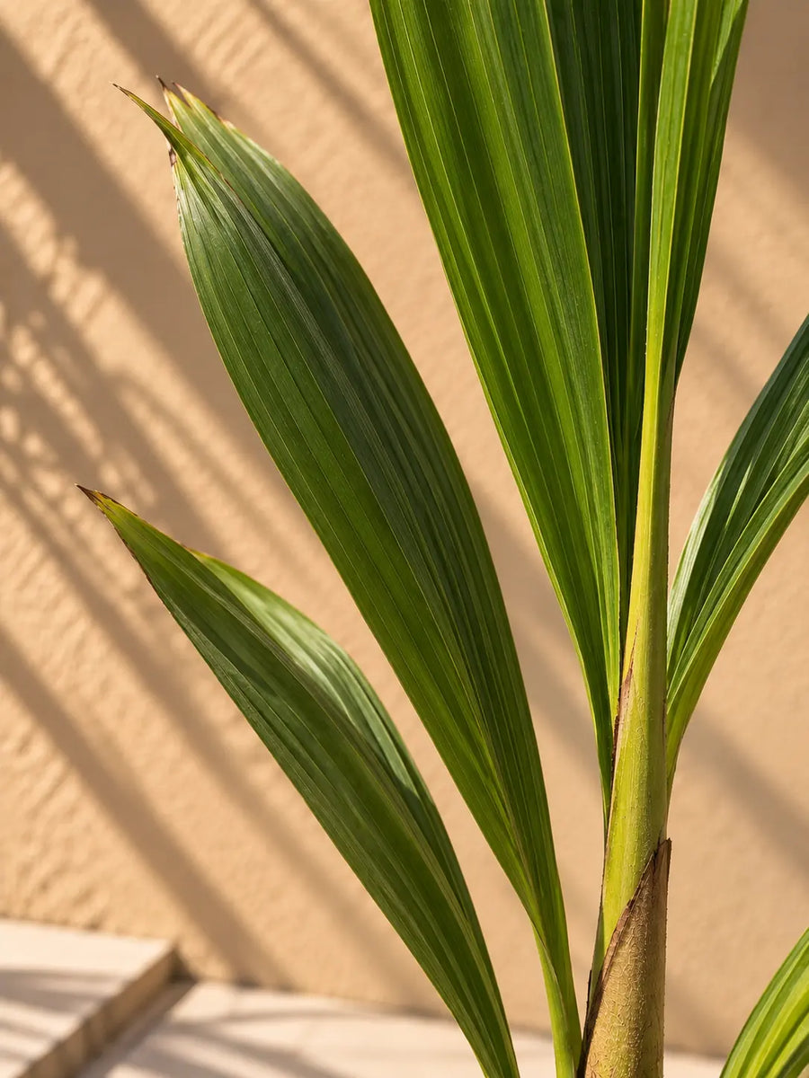 Coconut Palm — Cocos Nucifera