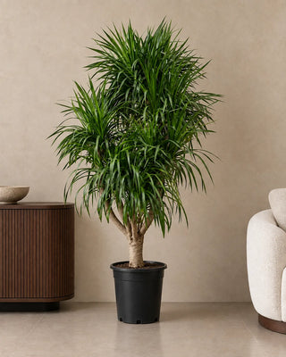 Dracaena Marginata in nursery pot, 190-210cm