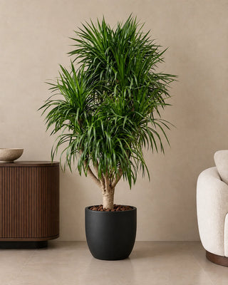 Dracaena Marginata in black Sidr planter, 190-210cm