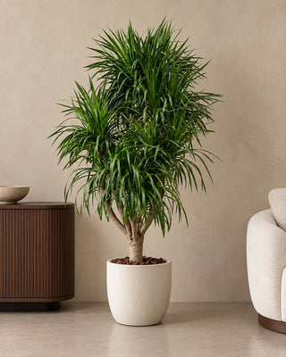 Dracaena Marginata in white Sidr planter, 190-210cm