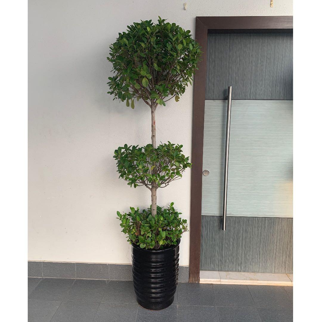 Triple Head Ficus