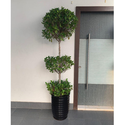 Triple Head Ficus