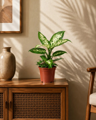 Dieffenbachia in nursery pot, 25-35cm