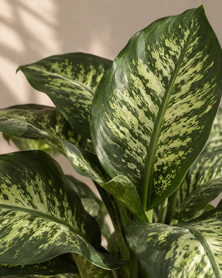 SG Care Macro — Dieffenbachia