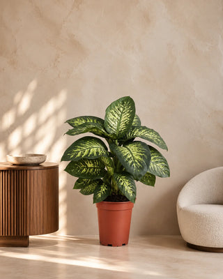 Dieffenbachia in nursery pot, 80-110cm