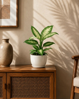 Dieffenbachia in white Luma Mini planter, 25-35cm