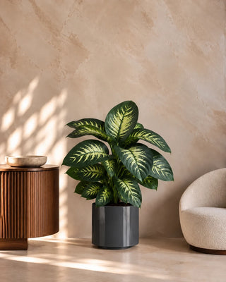 Dieffenbachia in grey Nia Glossy planter, 80-110cm