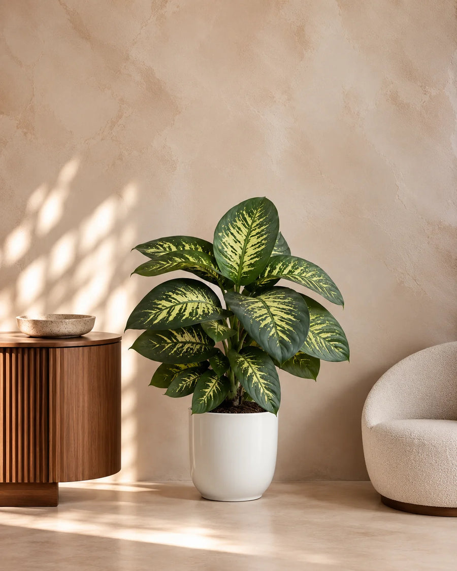 Dieffenbachia
