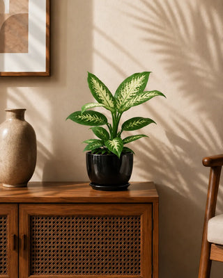 Dieffenbachia in black Luma Mini planter, 25-35cm