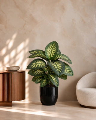 Dieffenbachia in black Luma Glossy planter, 80-110cm
