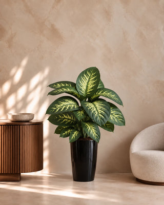 Dieffenbachia in black Luma Tall Glossy planter, 80-110cm