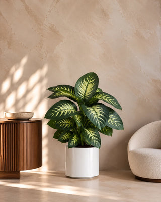 Dieffenbachia in white Nia Glossy planter, 80-110cm