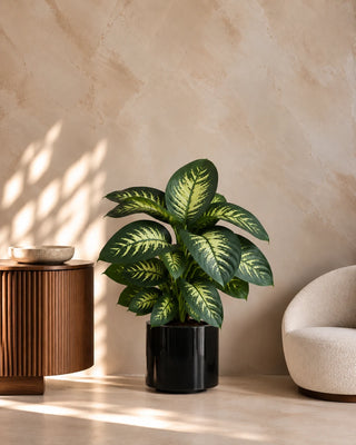 Dieffenbachia in black Nia Glossy planter, 80-110cm