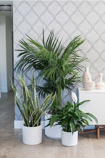 Air Purifier Bundle of Three - Fiber Pots