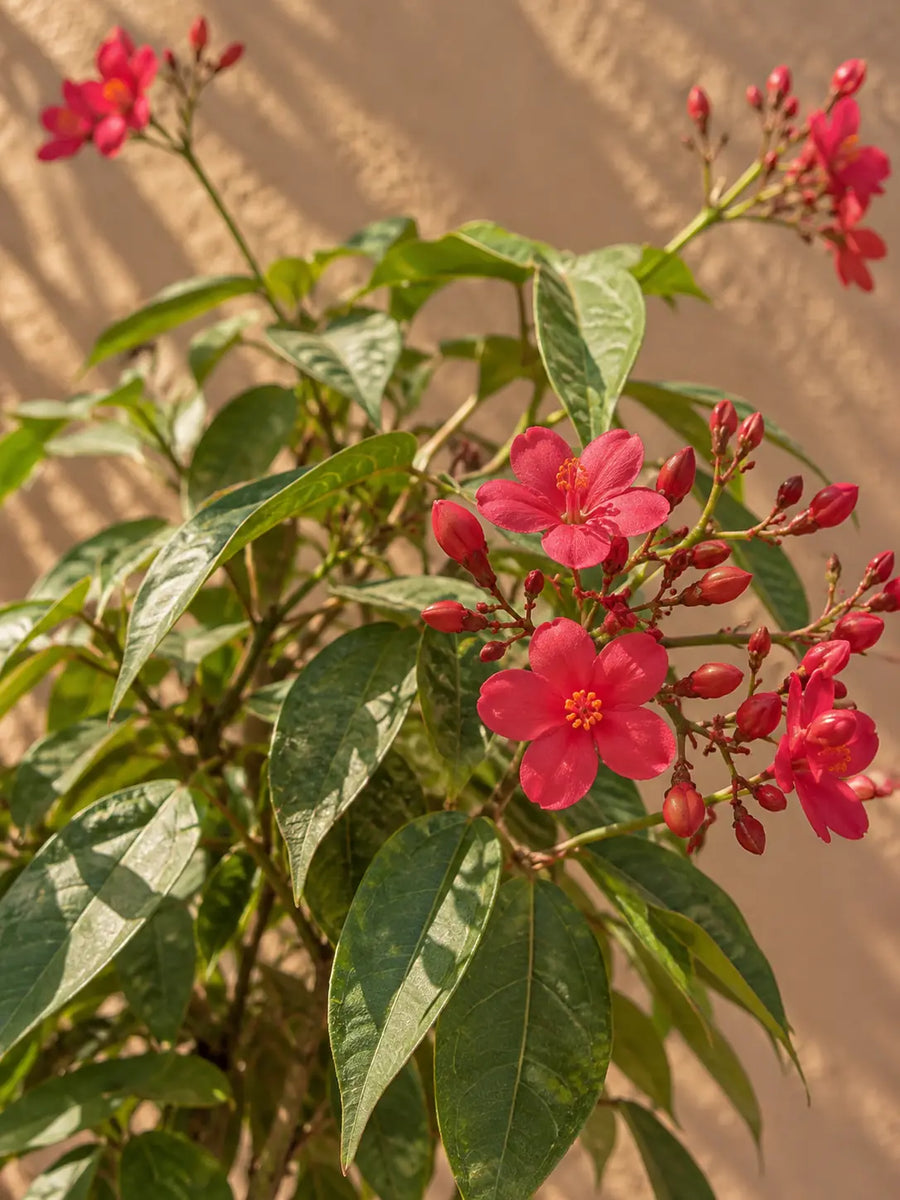 Jatropha — Jatropha Integerrima