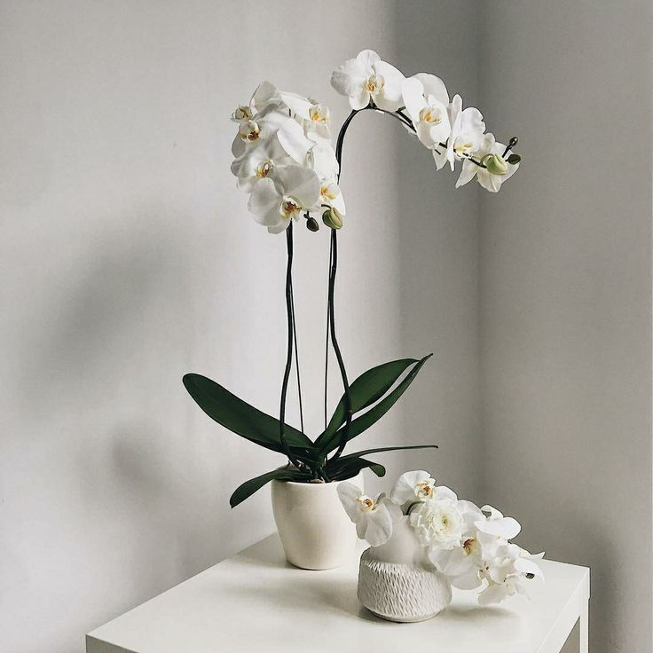 Artificial Orchid - White Ceramic Pot