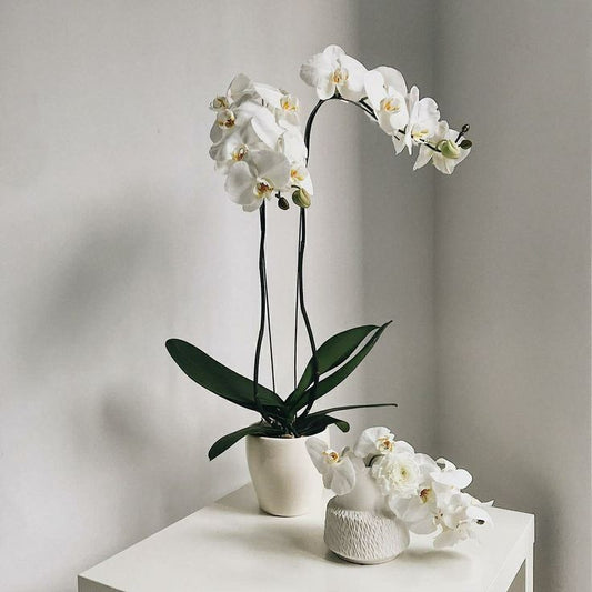Artificial Orchid - White Ceramic Pot