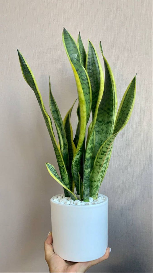 Snake Plant - Ceramic Pot