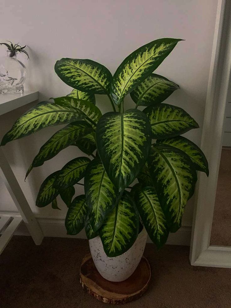 Bushy Diffenbachia - Holland Quality